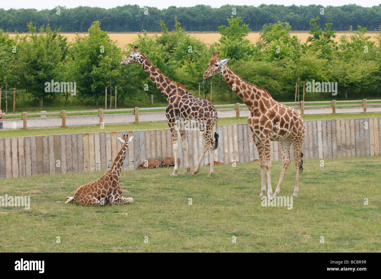 Group giraffes standing in hi-res stock photography and images - Alamy