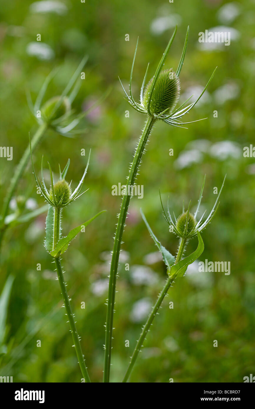 Teasels - Dipsacus fullonum Stock Photo
