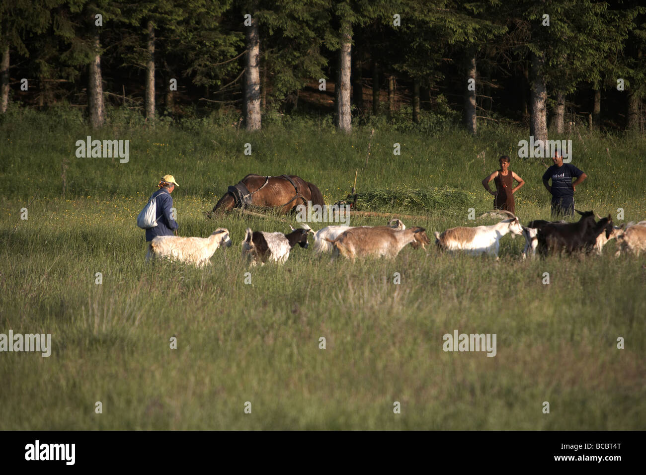 Shepherd with goats near Samokov Bulgaria Stock Photo