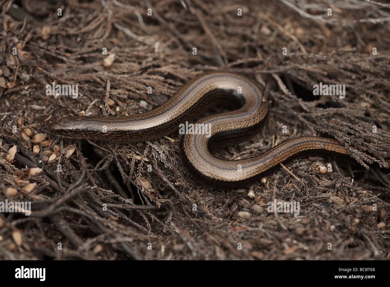 European slow worm Anguis fragilis or blindworm Stock Photo - Alamy