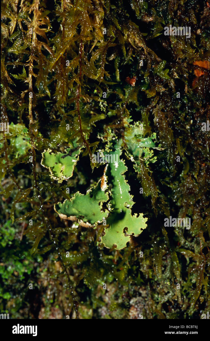 A Lichen emerges from Bryophytes and Mosses covering a rainforest log. Stock Photo