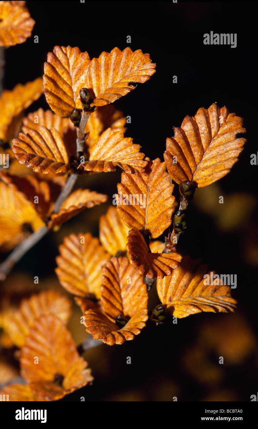 The golden Autumn colors of the Deciduous Beech Tree, Fagus Tree. Stock Photo