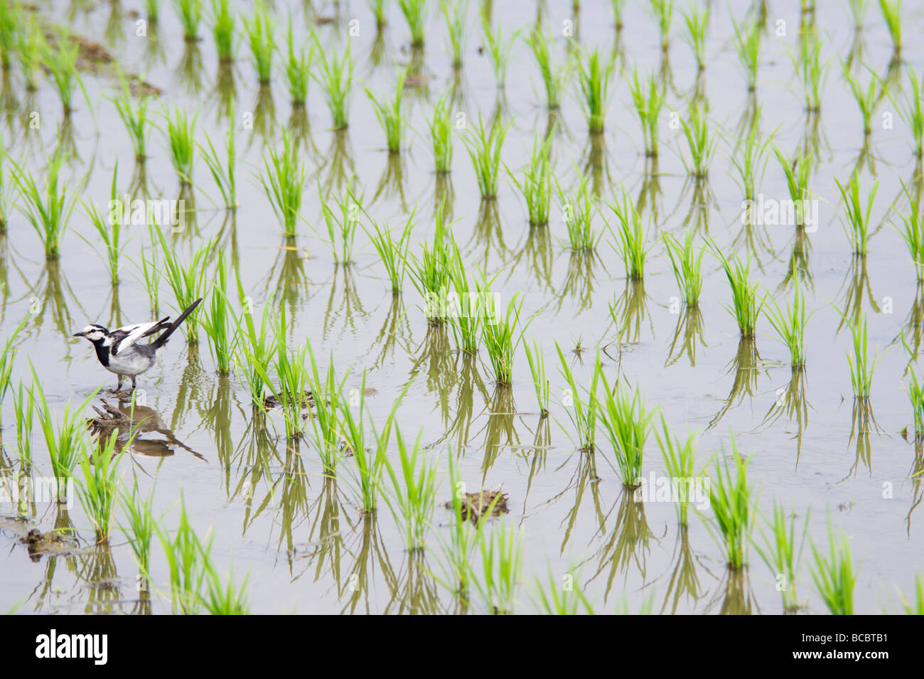 A wet paddy field in Shikoku Japan with a bird reflected in the water amongst the newly planted rice. Stock Photo