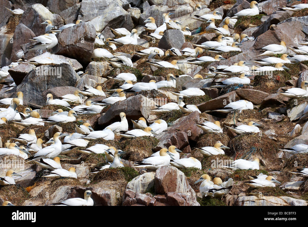 Gannets (Sulidae) sitting on nests Stock Photo