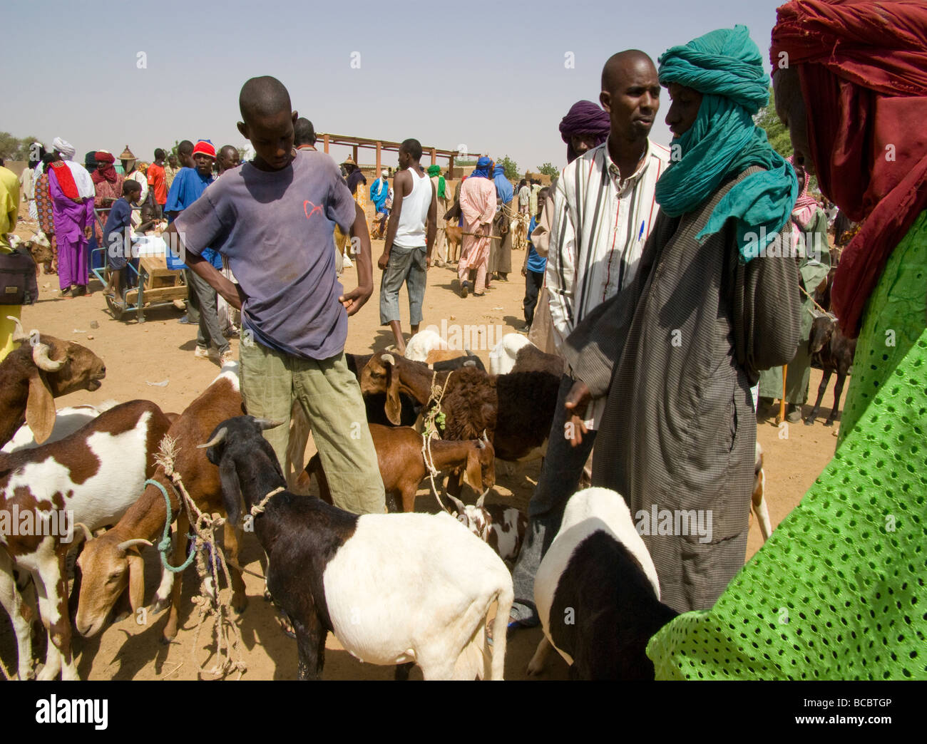 Burkina Faso. Sahel. Weekly market of Gorom-Gorom.Cattle market. Stock Photo