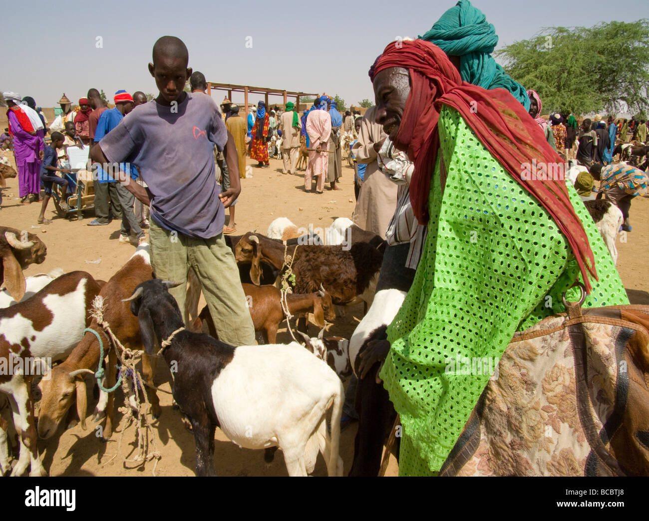 Burkina Faso. Sahel. Weekly market of Gorom-Gorom.Cattle market. Stock Photo