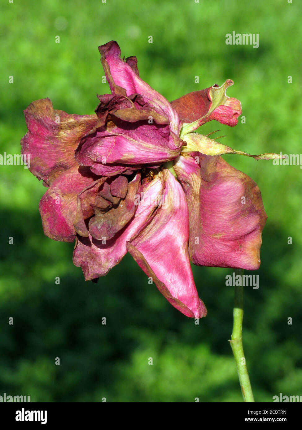 one single wilting red rose in garden Stock Photo Alamy