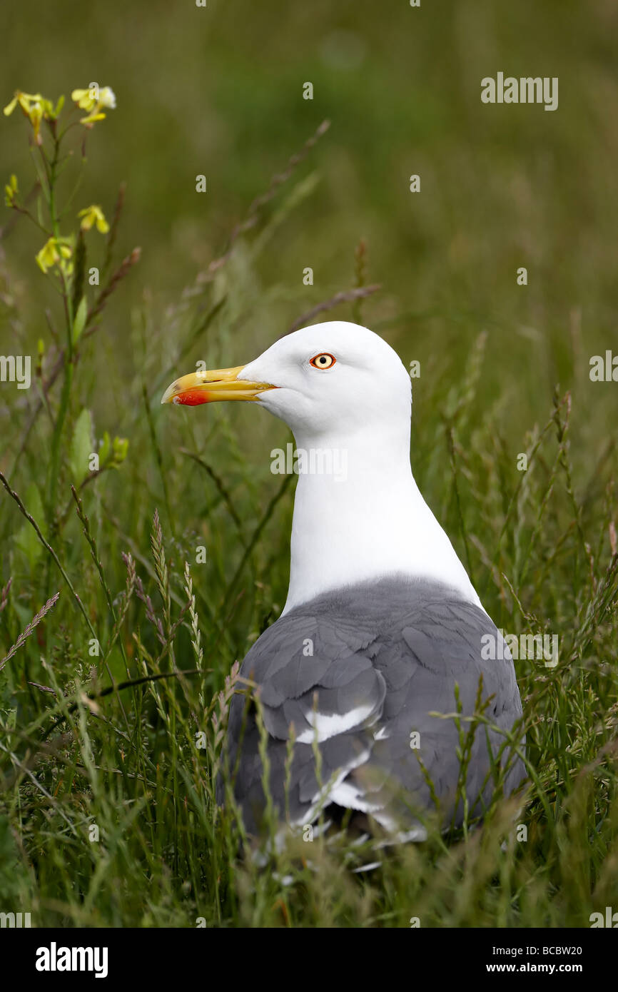 Lesser Black-backed gull (Larus fuscus) Stock Photo