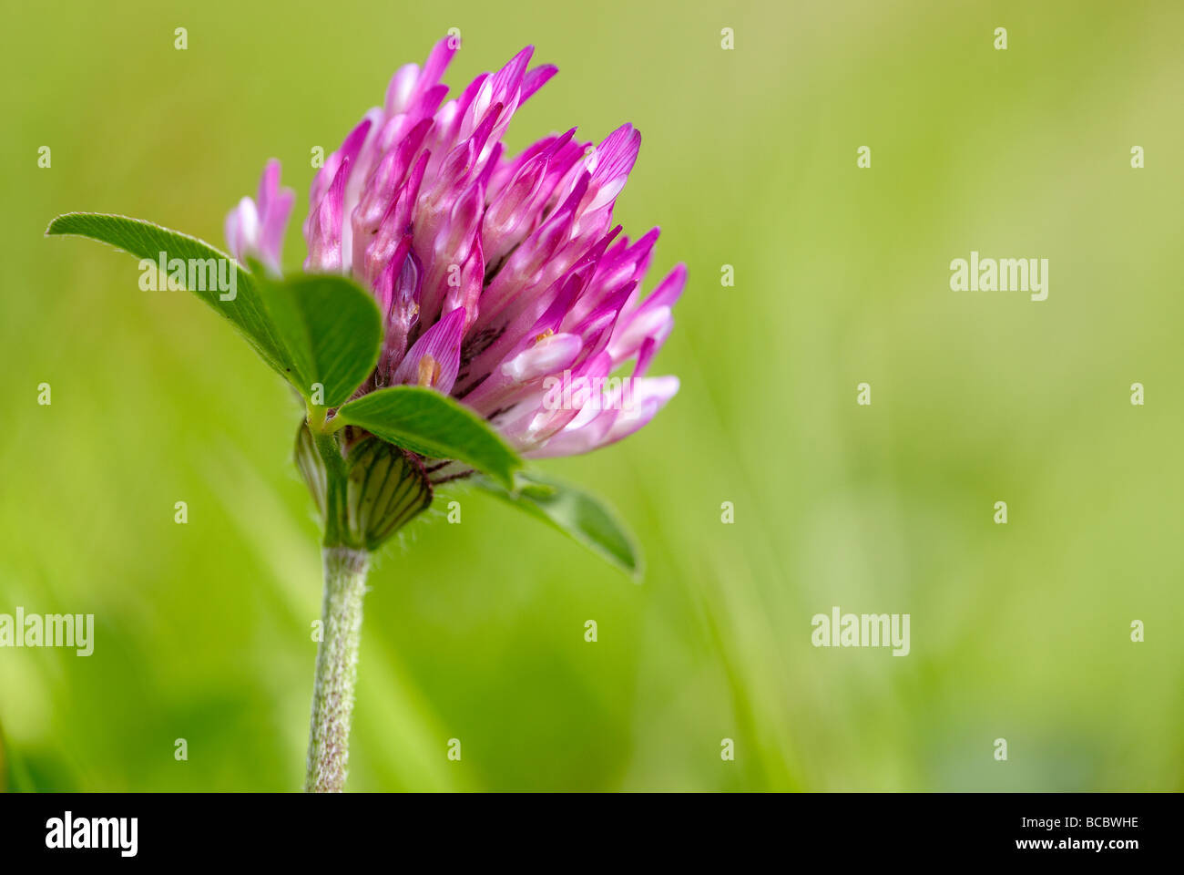 Pink clover Stock Photo