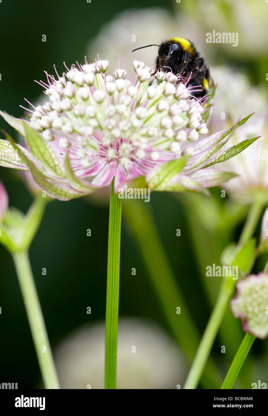 Bumble bee collecting nectar (Bombus bombus) Stock Photo
