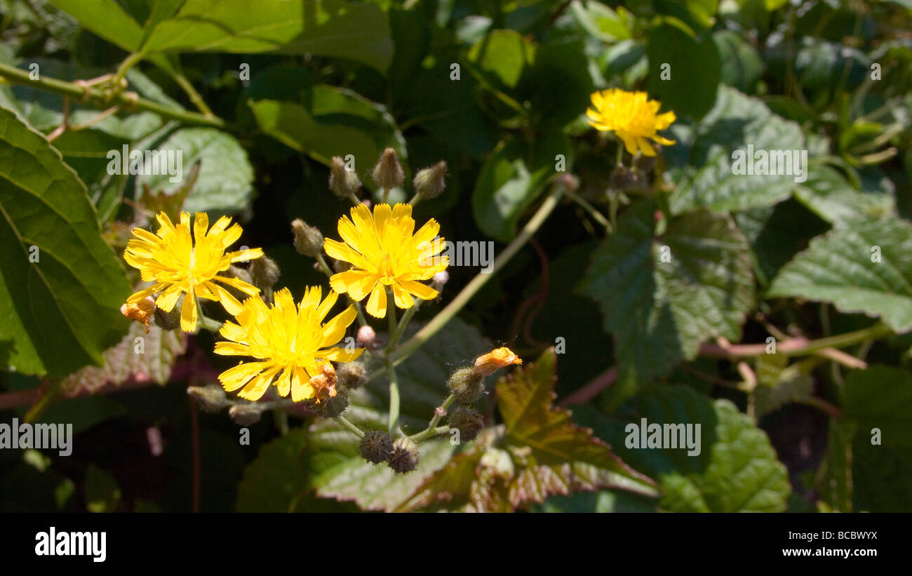 Hieracium Asteraceae or yellow hawkweed on a sunny spring day Stock Photo