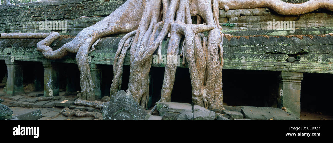 Cambodia, Siem Reap Province, Angkor site listed as World Heritage by UNESCO, Ta Prohm Temple Stock Photo