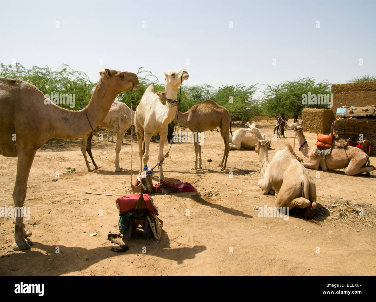Burkina Faso. Camel market in Gorom-Gorom. Stock Photo