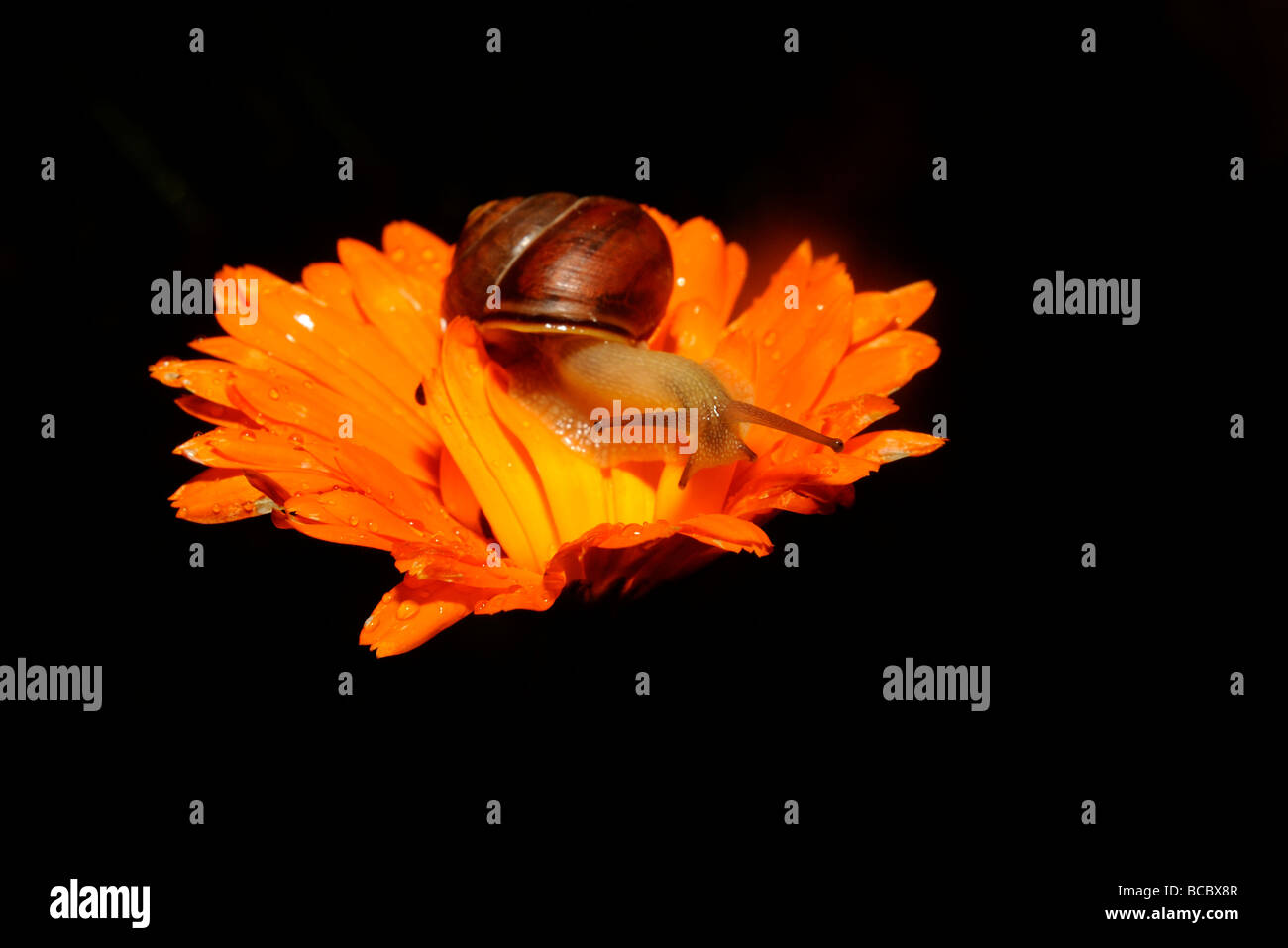 Snail on flower Stock Photo