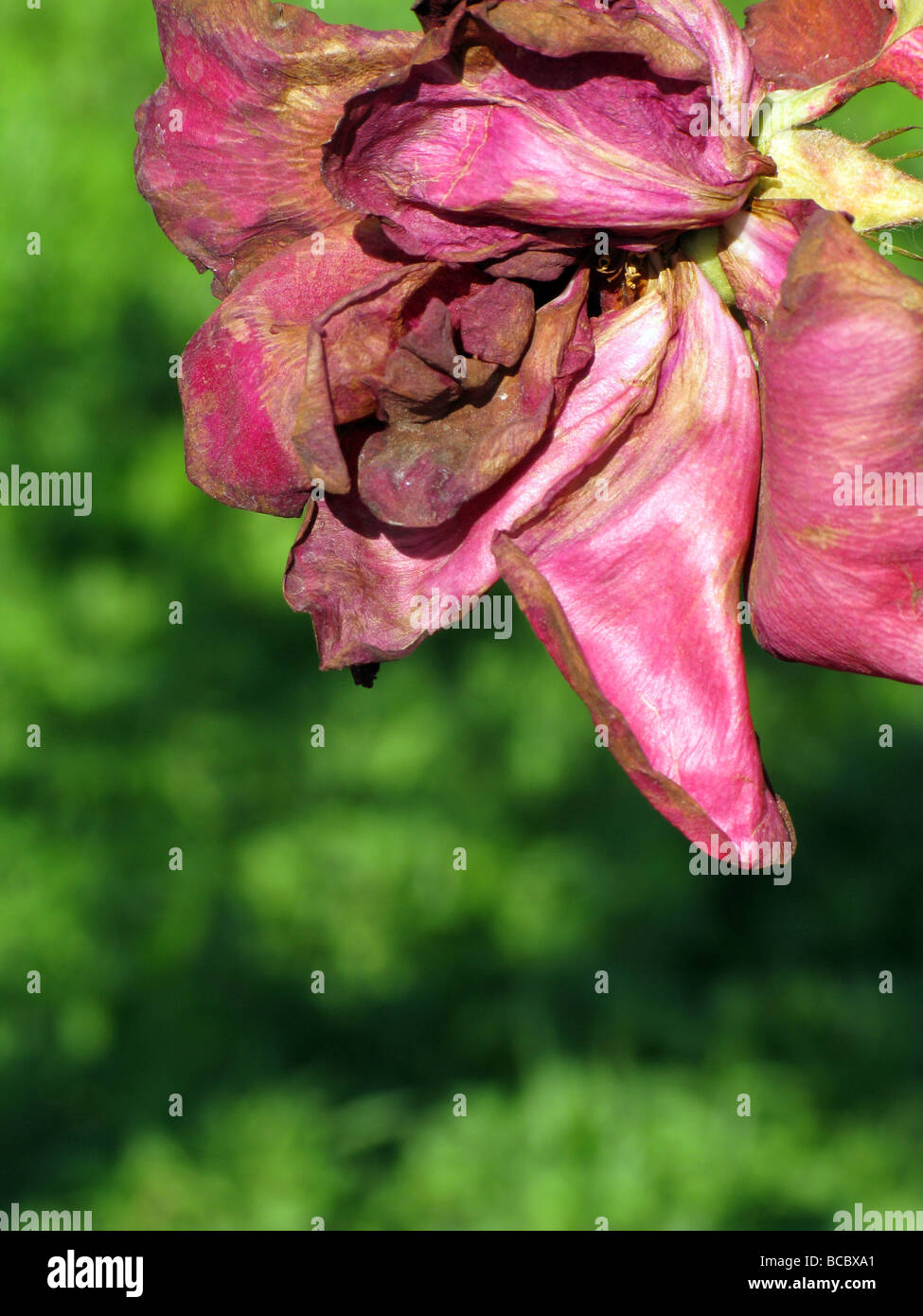one single wilting red rose in garden Stock Photo Alamy