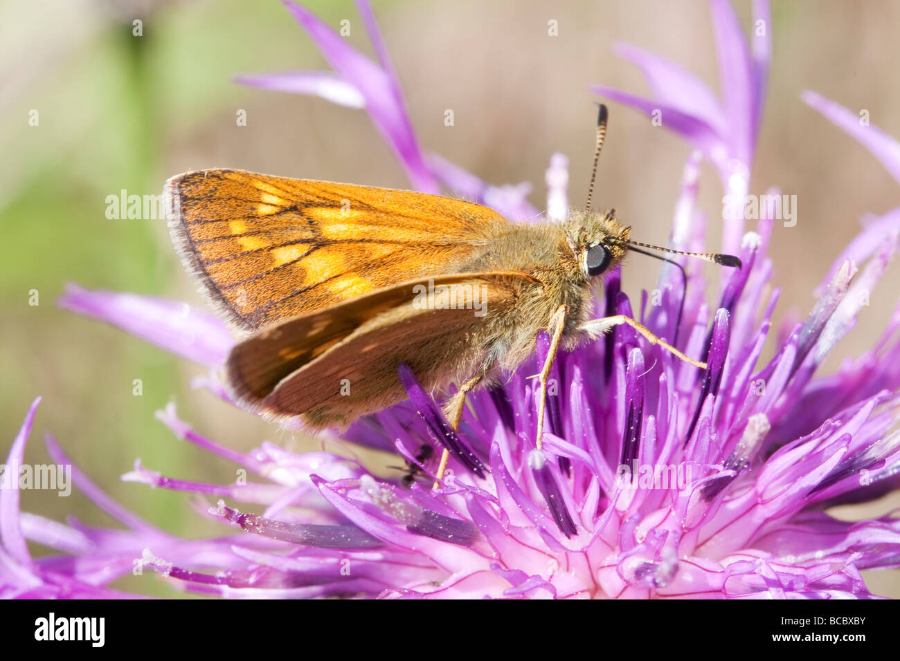Large Skipper (Ochlodes sylvanus) butterfly on Knapweed flower Stock Photo