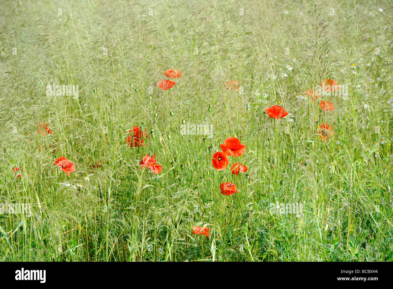 Wheat green field and red poppy Stock Photo - Alamy