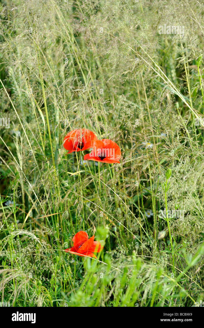 Wheat green field and red poppy Stock Photo - Alamy