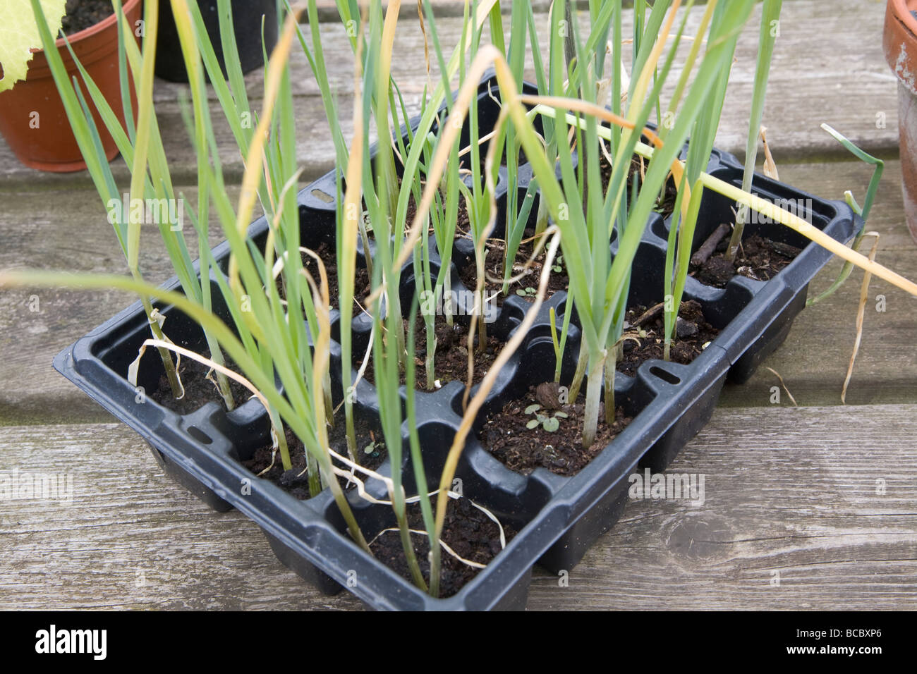 Leek seedlings in seed tray Stock Photo Alamy