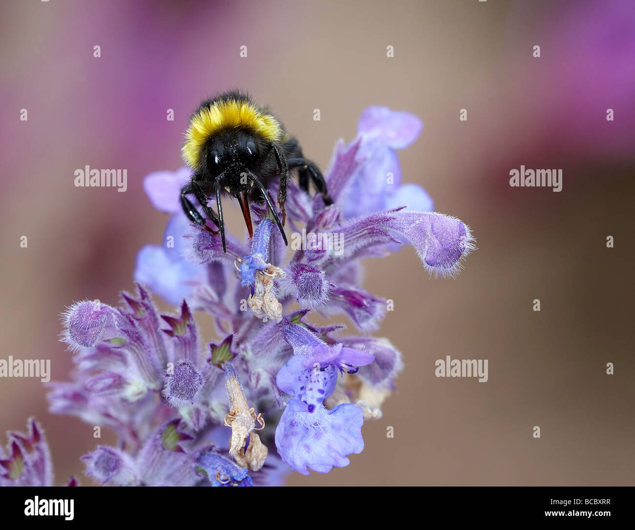 Bumble bee collecting nectar (Bombus bombus) Stock Photo