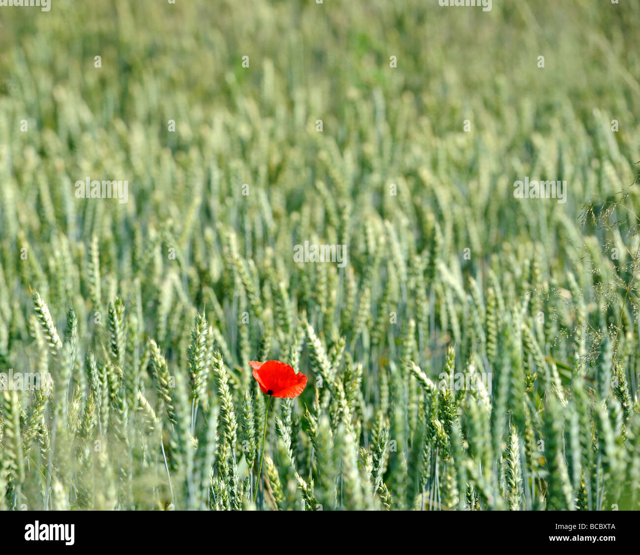 Wheat green field and red poppy Stock Photo - Alamy