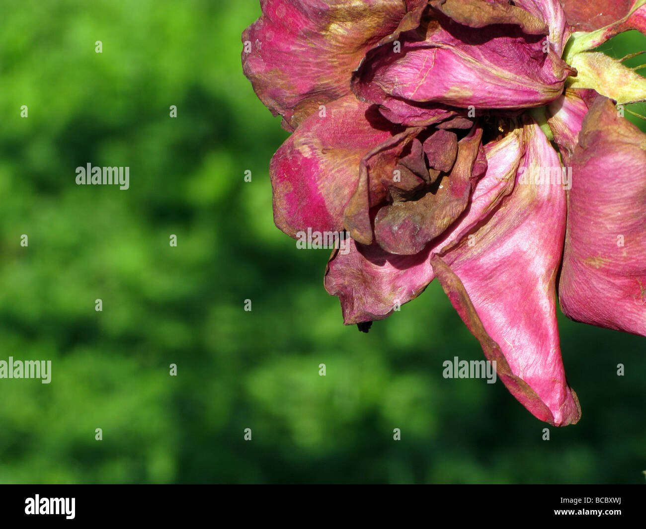 one single wilting red rose in garden Stock Photo Alamy