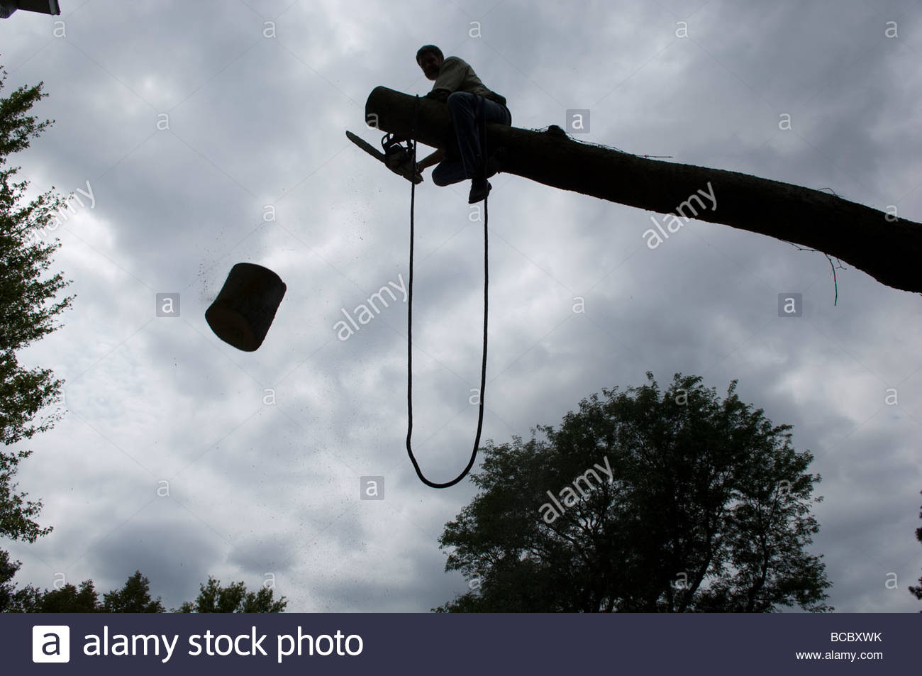 Chainsaw Tree Ladder Man Stock Photos & Chainsaw Tree Ladder Man Stock