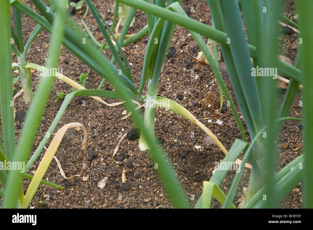 Onion set plants growing in soil Stock Photo