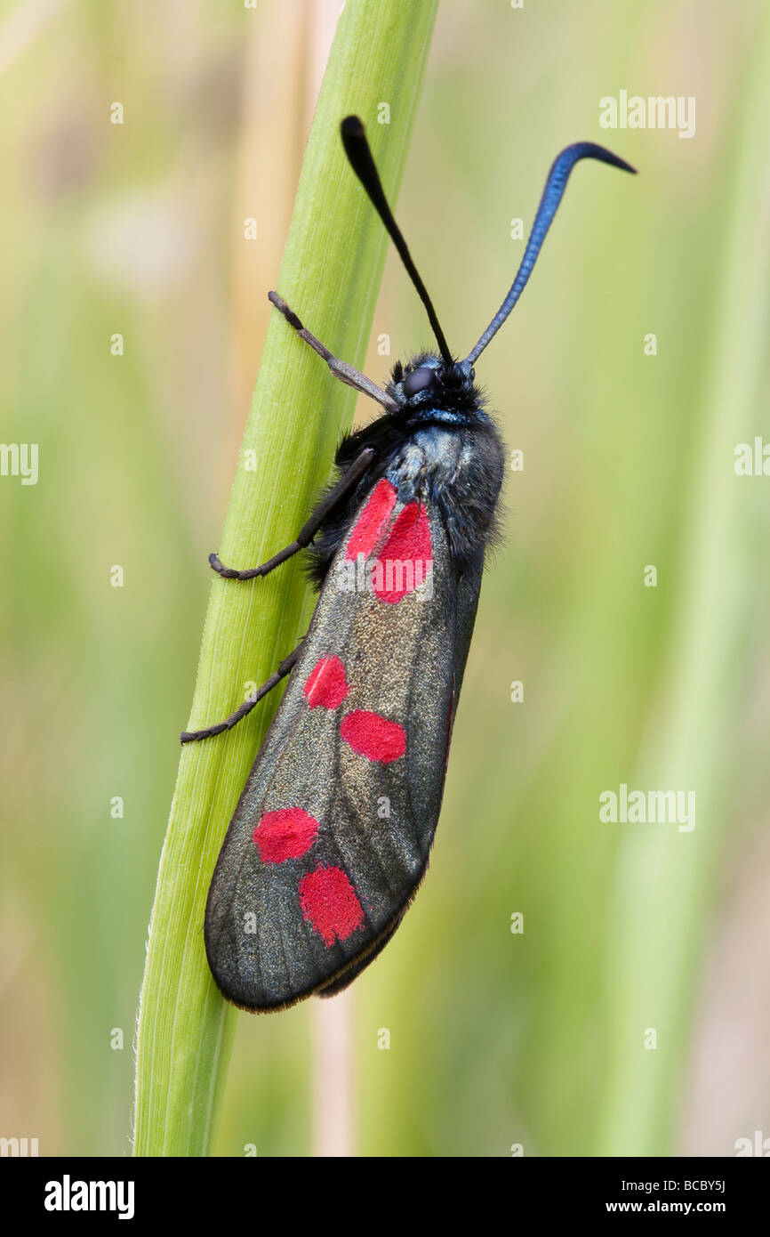 Six-spot Burnet Moth on a grass stem Stock Photo