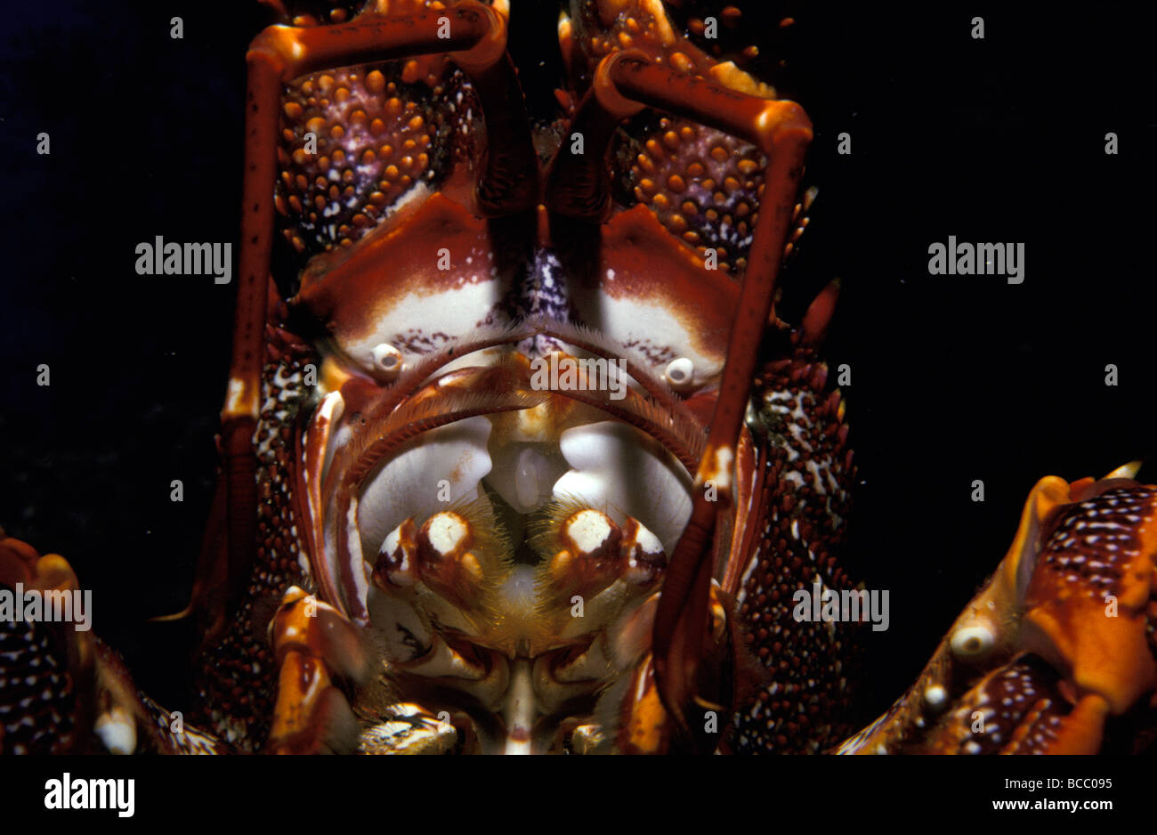 An alien Southern Rock Lobster jaws, pincer filaments and mouth parts. Stock Photo