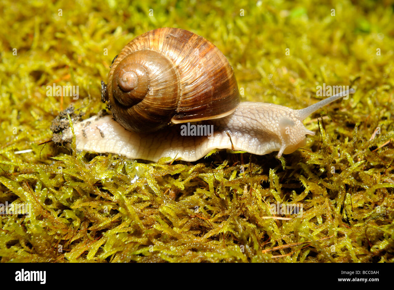 Snail Snails on moss Stock Photo Alamy