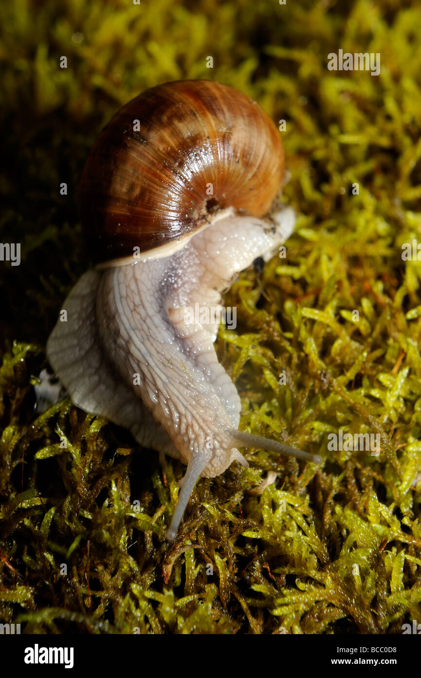 Snail Snails on moss Stock Photo Alamy