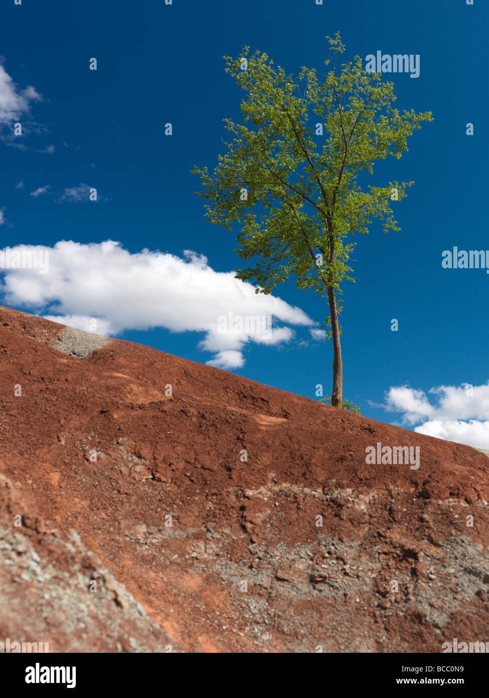 Single green tree growing on a steep hill in Badlands Stock Photo