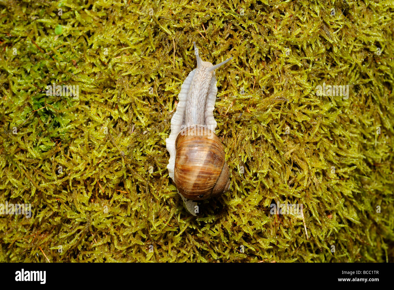 Snail Snails on moss Stock Photo Alamy