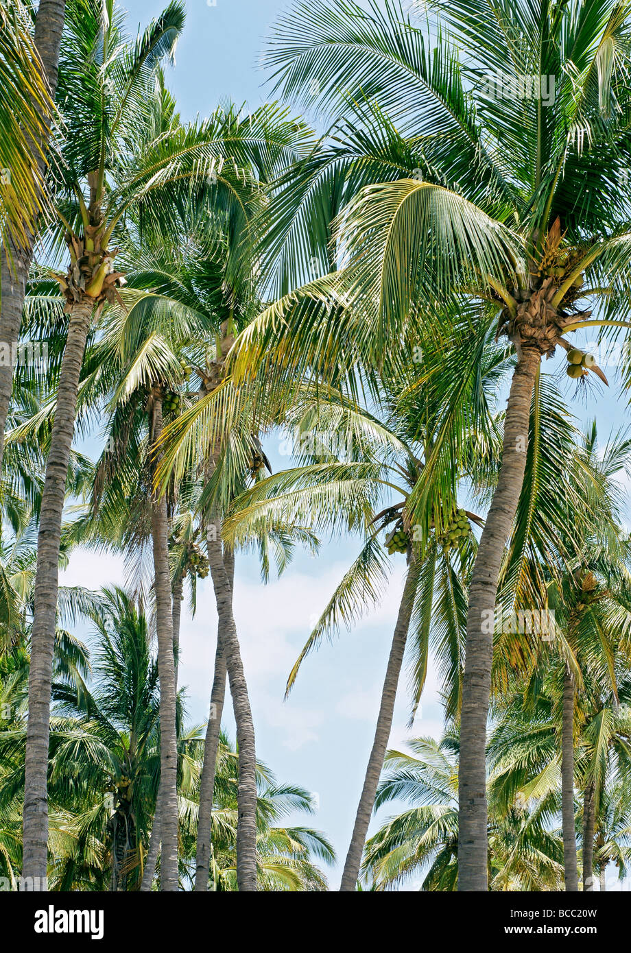 Tropical coconut palms trees hi-res stock photography and images - Alamy