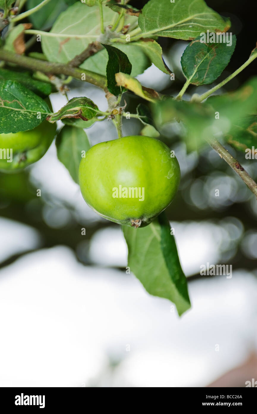 Bramley apple growing in early summer Stock Photo Alamy
