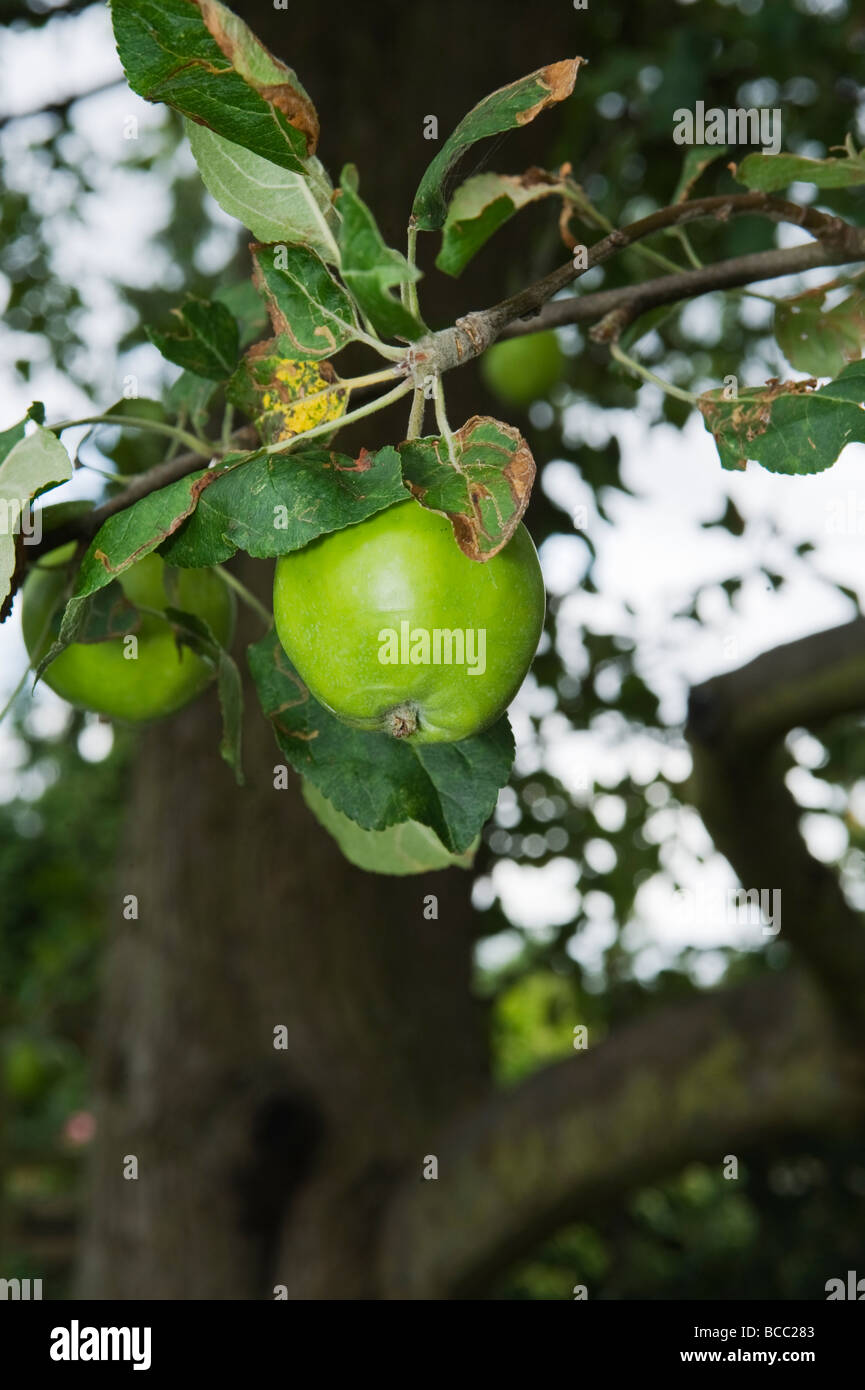 Bramley apple growing in early summer Stock Photo Alamy