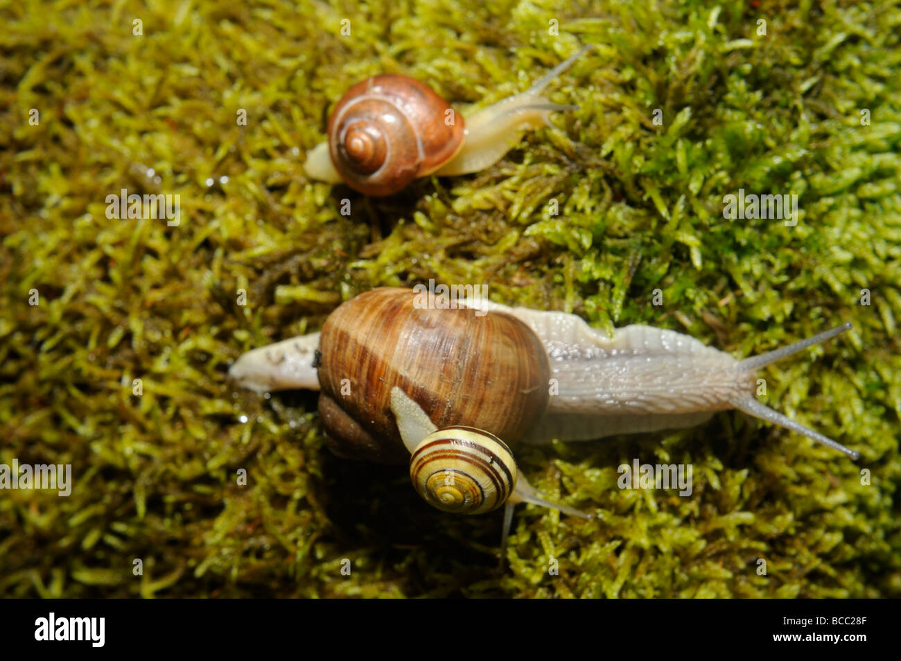 Snail Snails on moss Stock Photo
