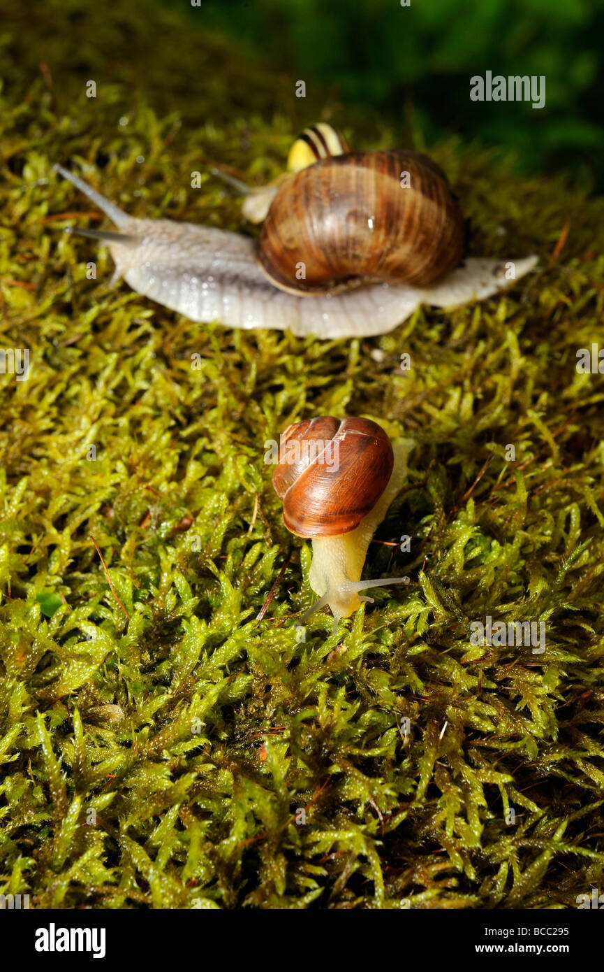Snail Snails on moss Stock Photo Alamy
