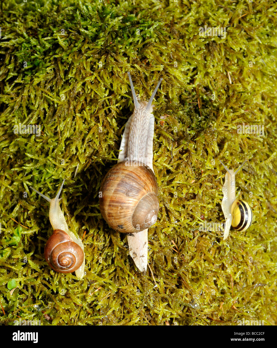 Snail Snails on moss Stock Photo Alamy