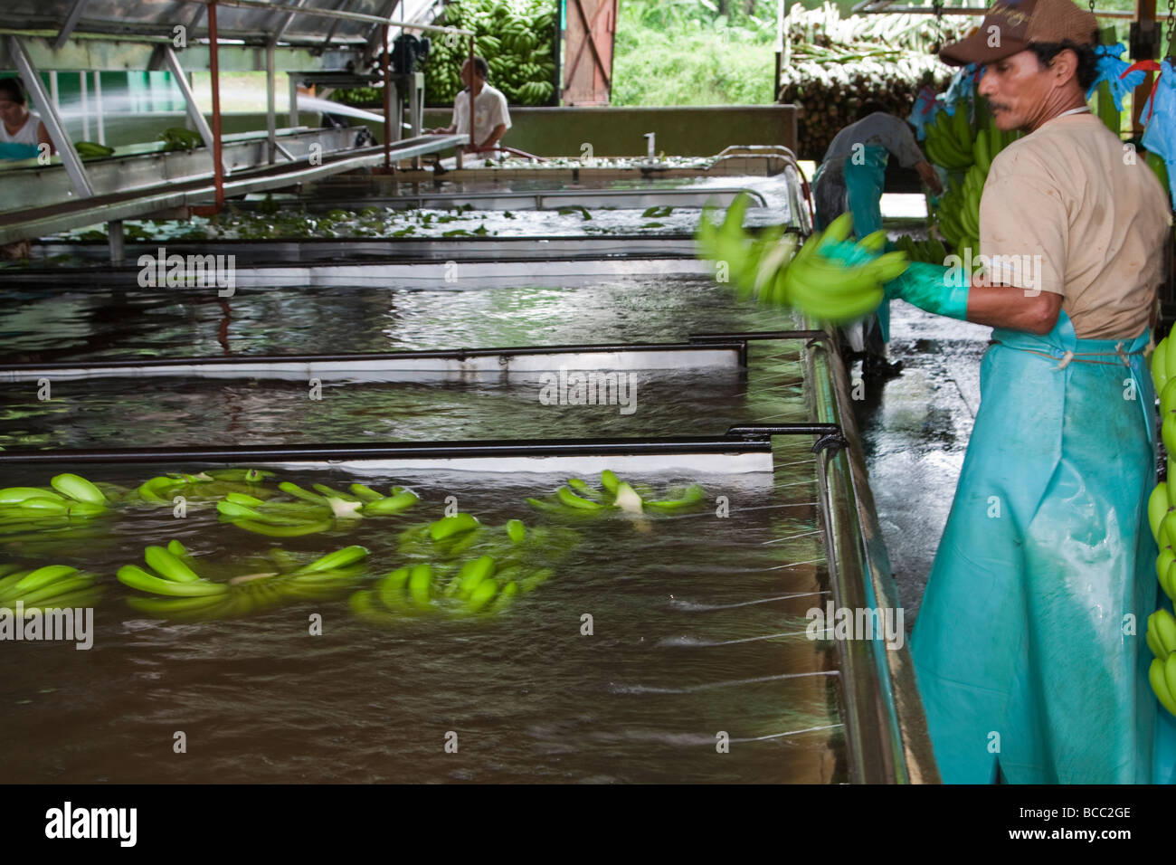 Costa Rica banana processing plant bananas Stock Photo Alamy