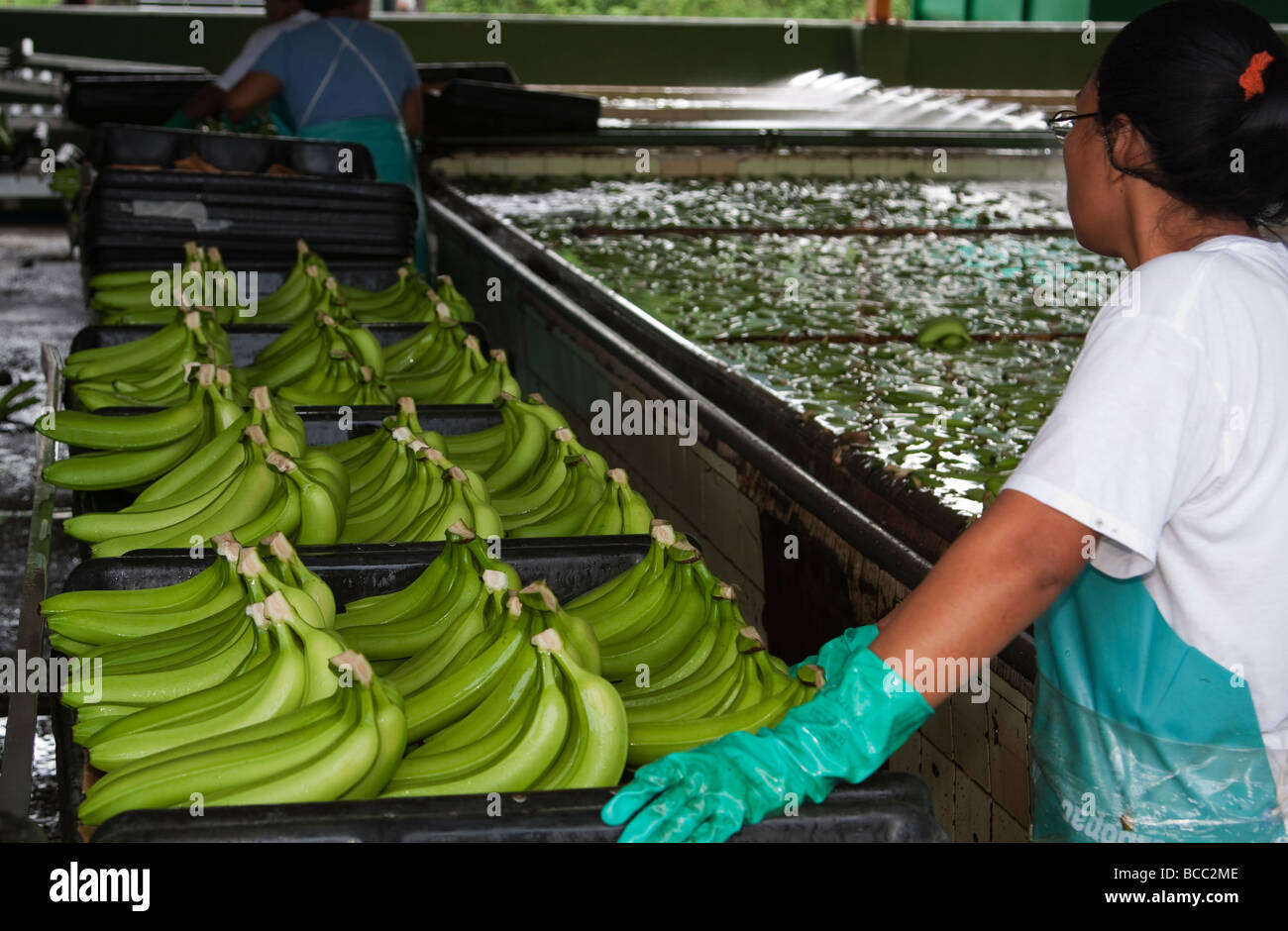 Processing banana hires stock photography and images Alamy