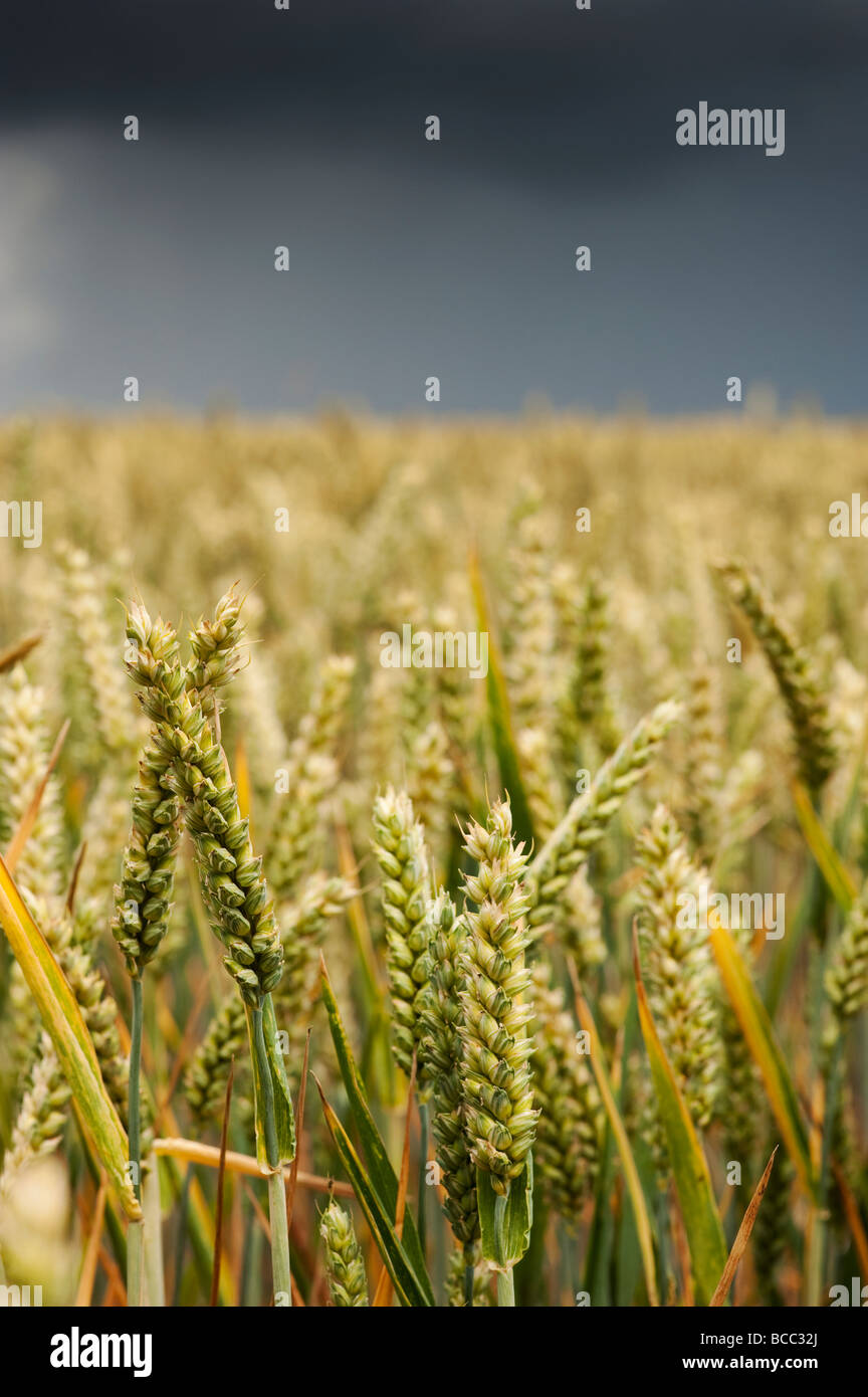 Wheat field against a stormy sky in the english countryside Stock Photo