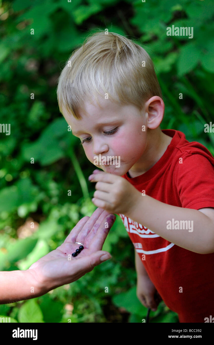 Little child blond Boy Eating Blueberries with mother in forest Stock