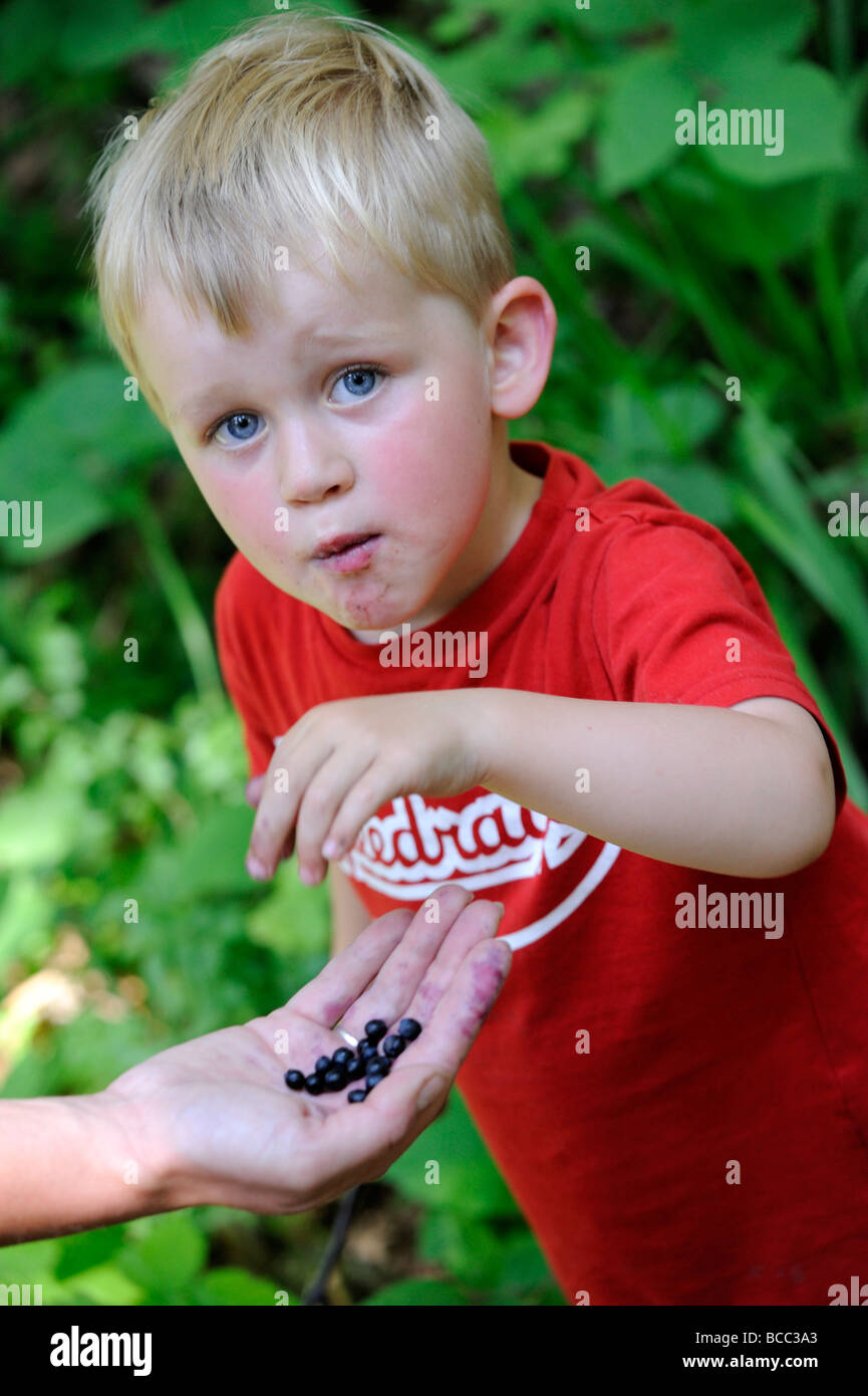 Little child blond Boy Eating Blueberries with mother in forest Stock