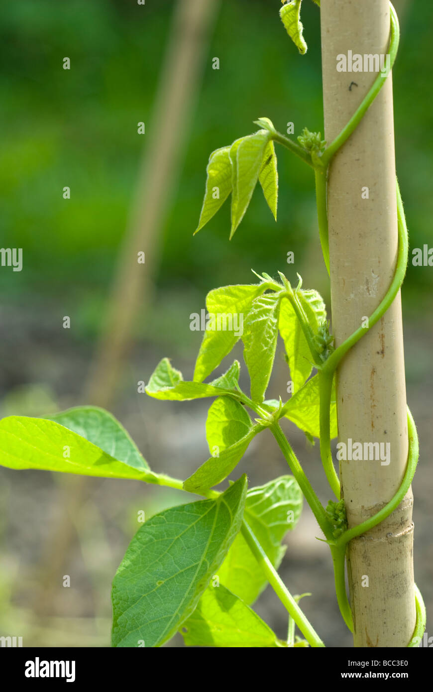 Runner bean plant (Phaseolus Coccineus) growing up a bamboo cane support. Stock Photo