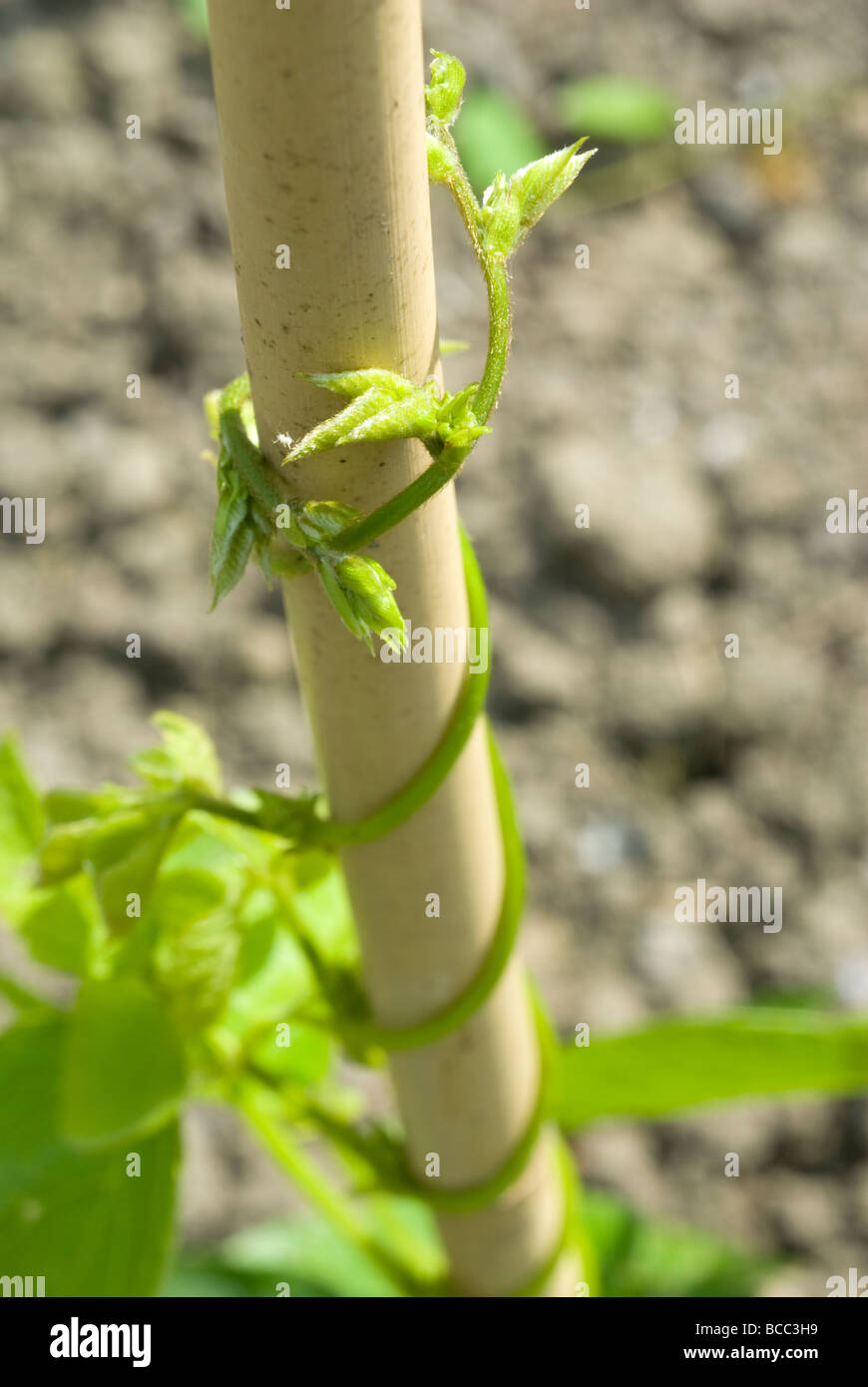 Runner bean (Phaseolus Coccineus) growing up a bamboo cane. Stock Photo