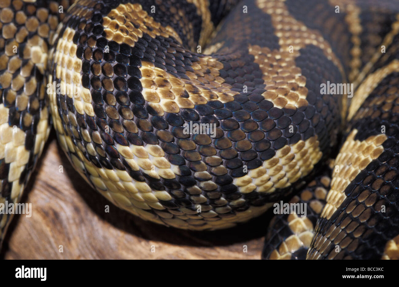 The intricate leathery scale markings of a coiled Carpet Python Stock ...