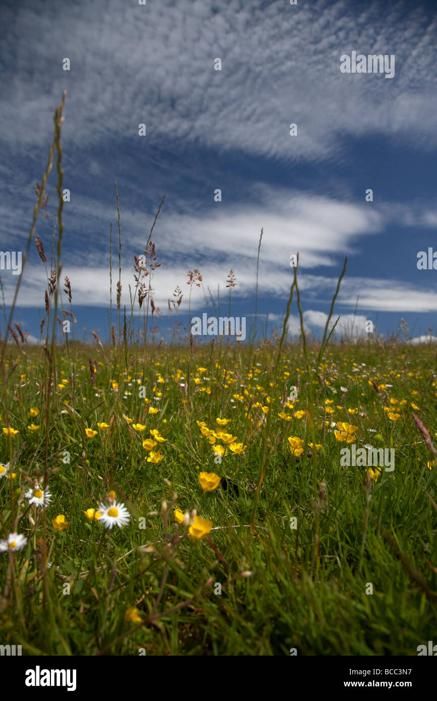 buttercups ranunculus and long grasses in a meadow in northern ireland county down northern ireland uk Stock Photo