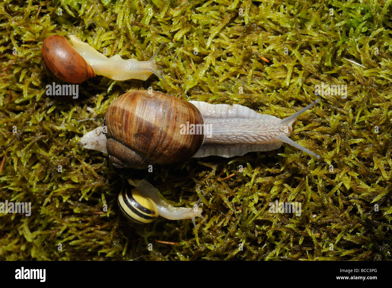 Snail Snails on moss Stock Photo Alamy